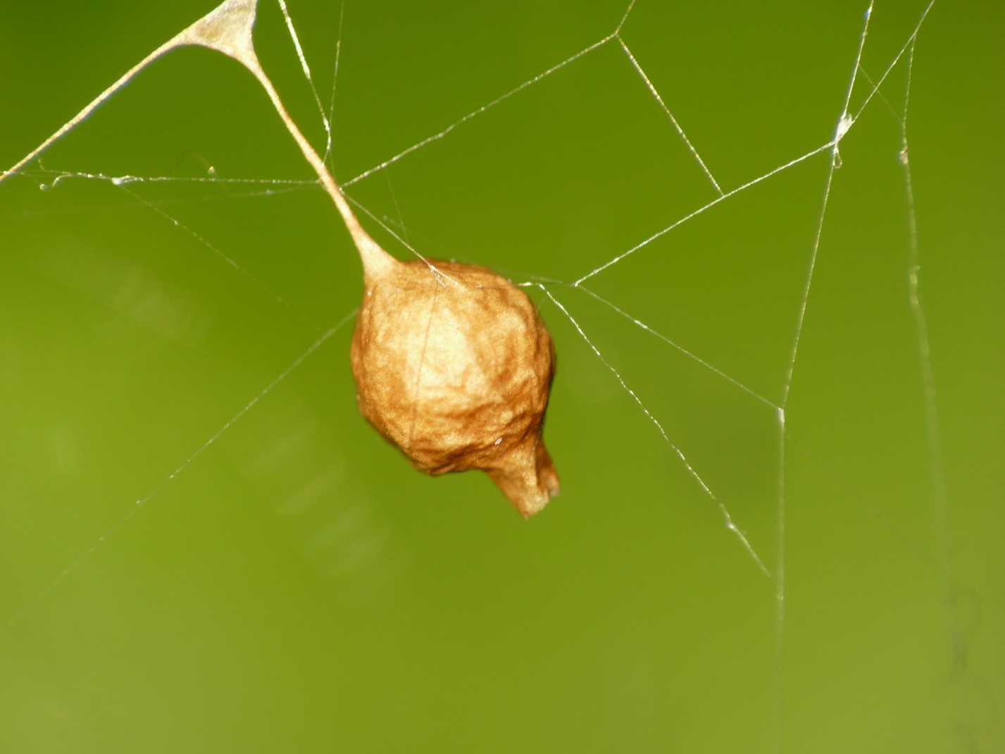 Gli astuti Argyrodes
